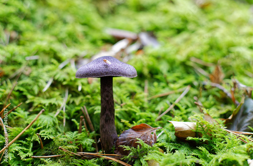 Gros plan sur un champignon dans une forêt à l'automne