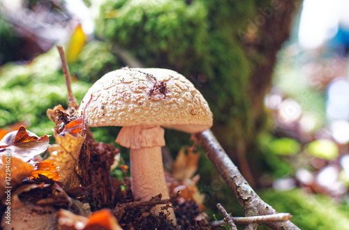 Gros plan sur un champignon dans une forêt à l'automne