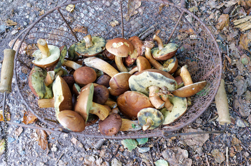 Cueillette à l'automne de cepes et bolets dans une forêt