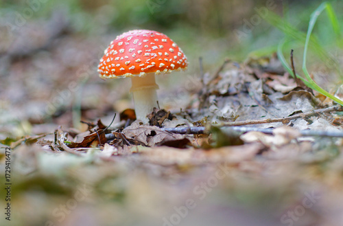 gros plan sur des champignons amanite phaloides