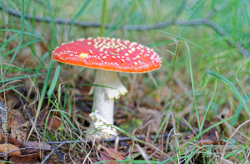 gros plan sur des champignons amanite phaloides