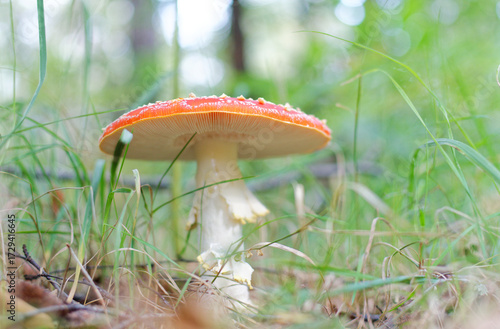 gros plan sur des champignons amanite phaloides