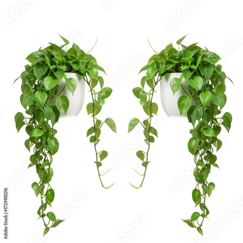 Two Pothos Plants in White Pots – Symbol of Greenery, Growth, and Indoor Serenity

