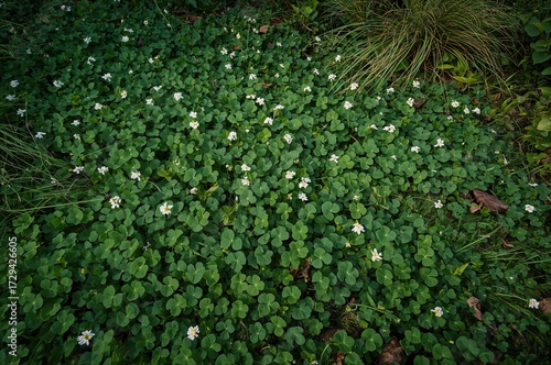 Fototapeta Naklejka Na Ścianę i Meble -  Spring meadow covered with vibrant green clover foliage