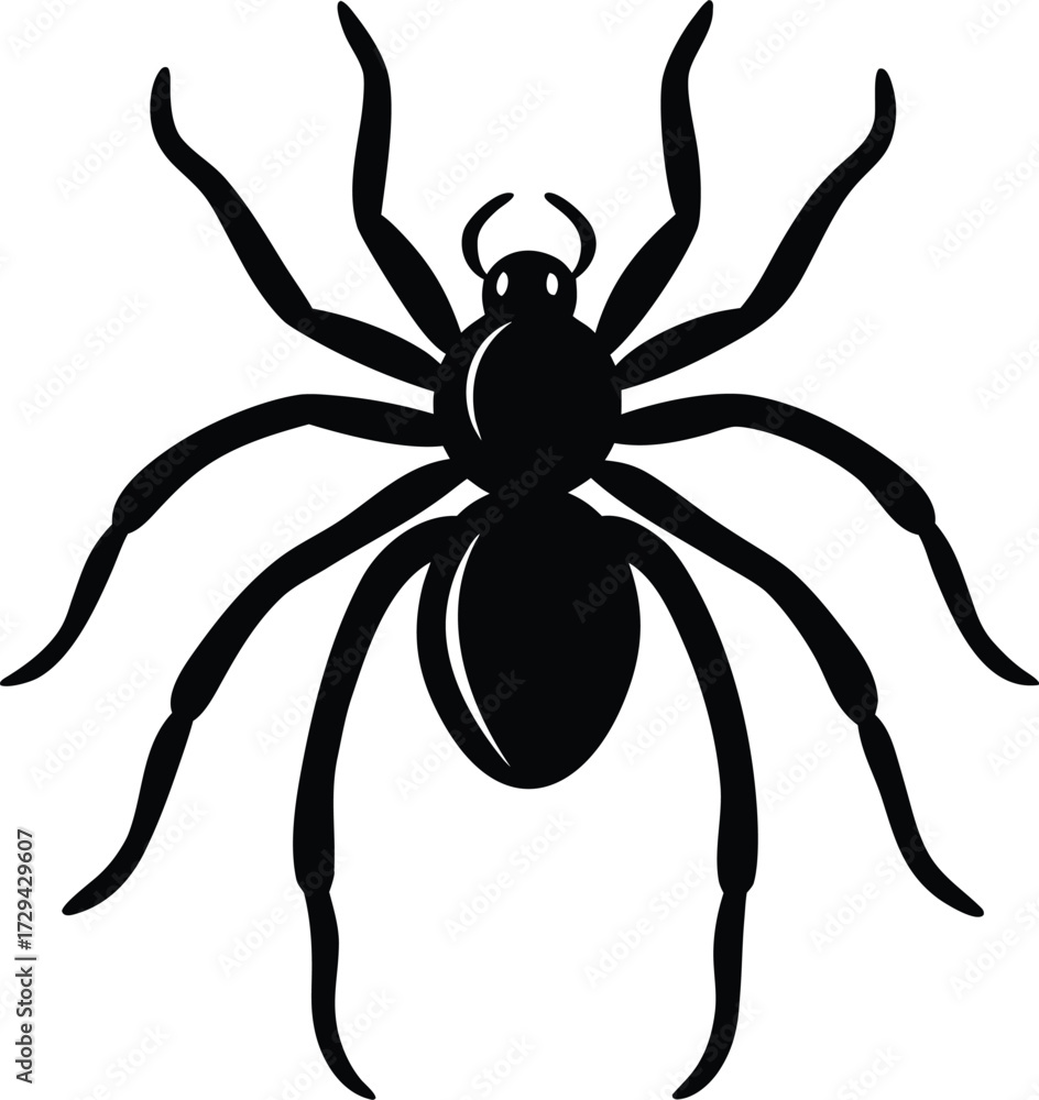 Obraz premium Black Spider with Long Legs Glossy Body Isolated