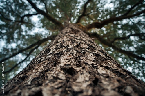 Close-up of the rugged, textured surface of a cork oak bark, viewed from the base looking up the tree trunk.