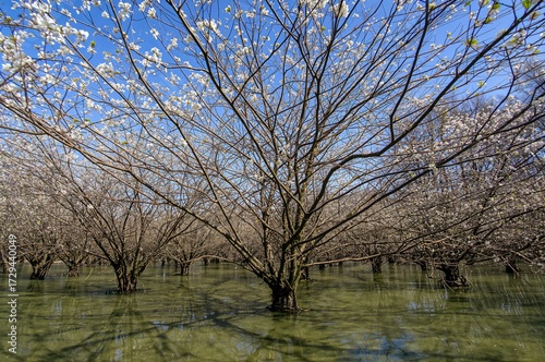 Plant growth involves the elongation of stems and roots, with certain woody species also thickening over time.