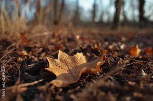 Withered foliage scattered on the earth, fall season, desiccated stalks, lifeless and parched environment, absence of rain