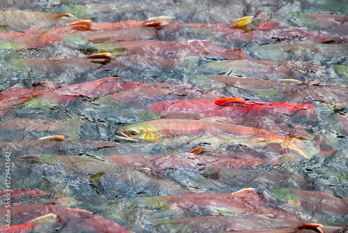 Hundreds of red salmon in river at Brooks Falls, Katmai National Park, Alaska. The salmon are swimming to jump the falls and are in large group of fish.