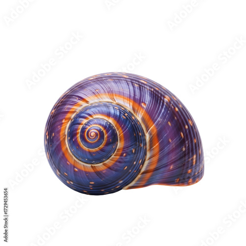 Exotic tropical seashell isolated on white background