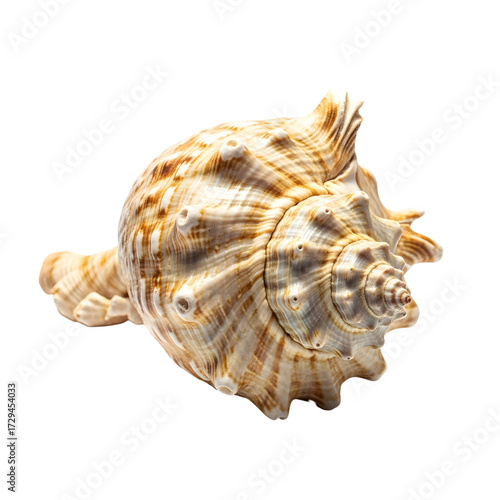 Exotic tropical seashell isolated on white background