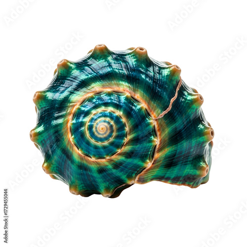 Exotic tropical seashell isolated on white background