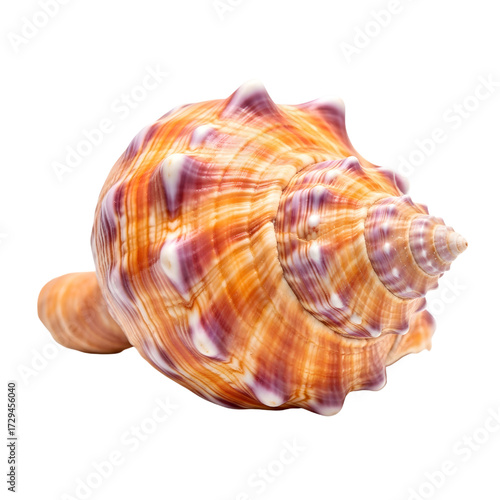 Exotic tropical seashell isolated on white background