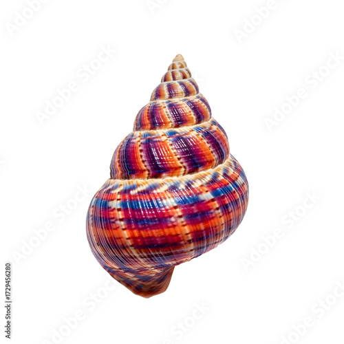 Exotic tropical seashell isolated on white background