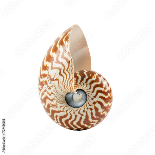 Exotic tropical seashell isolated on white background