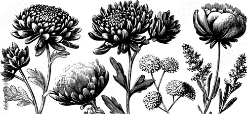 Vintage engraved illustration set of autumn chrysanthemum flowers for botanical design