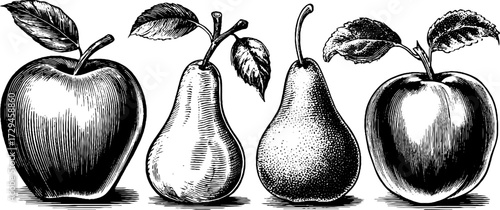 Vintage engraved apple and pear illustrations for autumn harvest designs