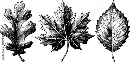 Engraved botanical illustration set of autumn leaves featuring oak and maple designs for seasonal decor