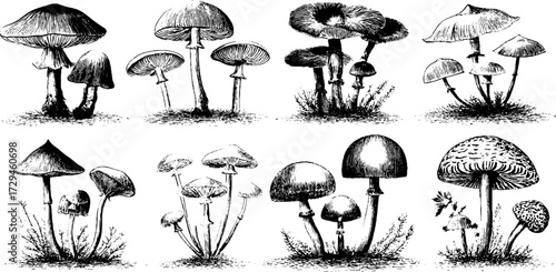 Vintage engraved illustration set of fairy mushroom circles for design and decoration