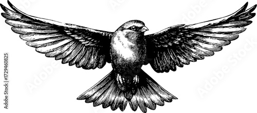 Intricate engraved illustration of firebird in flight - vintage silhouette design for art and decor