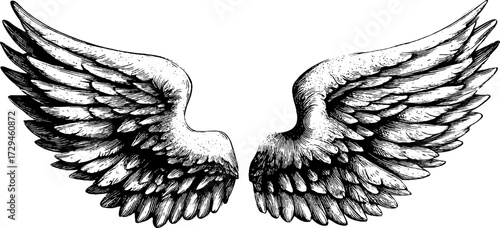 Vintage engraved illustration of firebird wings with spread feathers for retro design