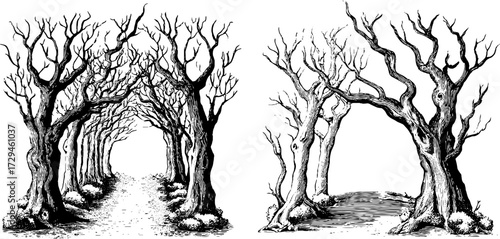 Vintage engraving of forest pathway through twisted trees for nature-inspired design