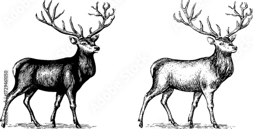 Vintage illustration set of forest spirits - hand drawn engraved deer designs for retro nature art