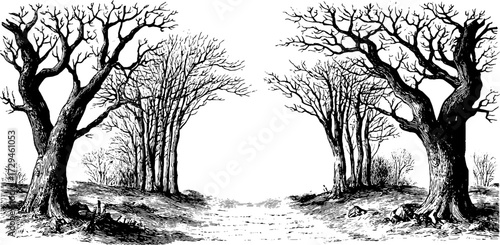 Vintage engraved illustration of forest path with twin trees for nature design