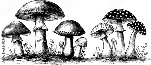 Vintage forest mushroom sketch set – hand drawn illustration for nature and botanical themes