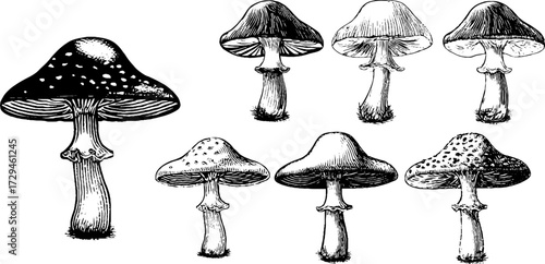 Vintage engraved illustration set of glowing mushroom caps for retro design