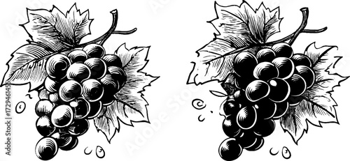 Vintage engraved illustration of grapes cluster for design and decor