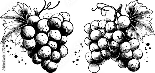 Vintage engraved illustration of grape clusters with leaves, detailed botanical vineyard design in classic style.
