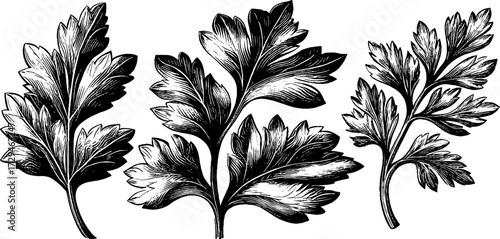 Vintage engraved illustration of spring herbs mint and parsley - design for print and posters
