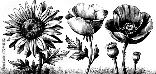 Engraved illustration set of summer flowers with sunflower and poppies for botanical design