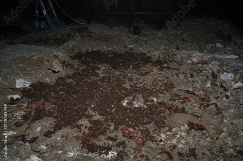 Guano Deposits on Loft Insulation