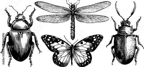 Vintage engraved illustrations of summer insects: dragonfly, butterfly, beetles - perfect for retro design projects