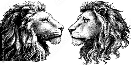 Engraved illustration of zodiac sign leo - detailed lion sketch for design and decor