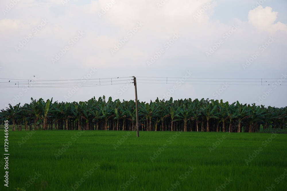 Fototapeta premium Banana Trees and Utility Pole in Green Agricultural Field