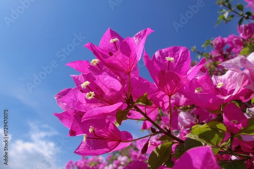 Delicate pink and white bougainvillea blossoms resembling fragile paper petals against a clear sky