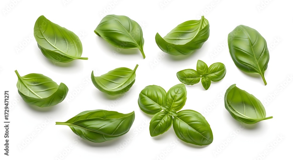 Fototapeta premium Fresh basil leaves scattered, isolated on a white background.