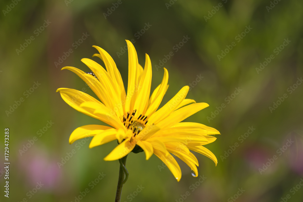 Obraz premium magnificent type of sunflower, mature sunflower in full bloom with many seeds, flowering sunflower, large yellow flower with many seeds, Helianthus annuus