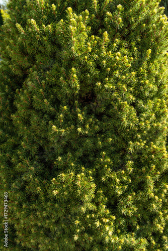 green leaves background