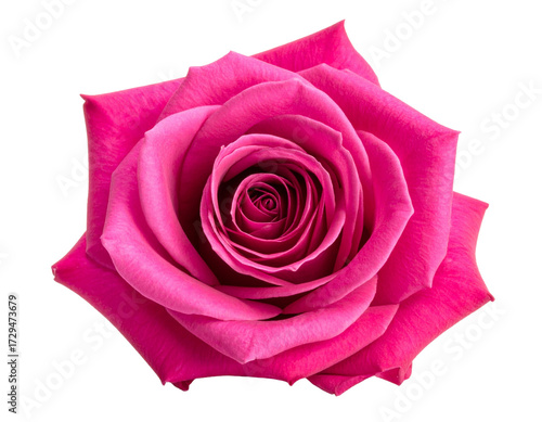 Dark Pink Rose flower, png with transparent background, for decorations, rangoli making, festivals, diwali decorations, flower rangoli