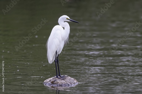 Serene white egret resting ...
