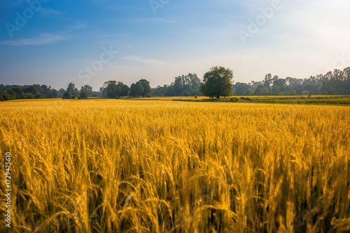 Golden paddy during harvest...