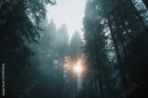 Dense pine woods shrouded i...