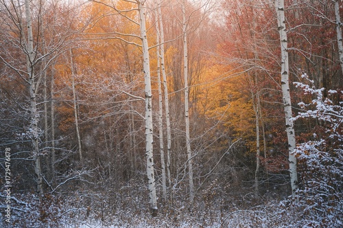 Early winter snowfall in a ...