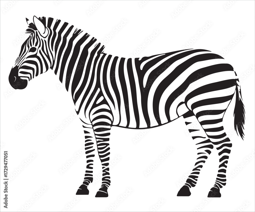 Obraz premium Detailed black and white zebra vector illustration with unique striped pattern, standing side view, isolated on white background for design and decoration use