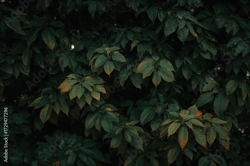 Dark Background with Green ...