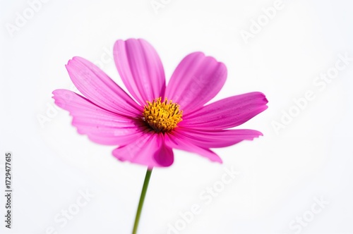 Close-up view of a Garden cosmos flower on a simple backdrop